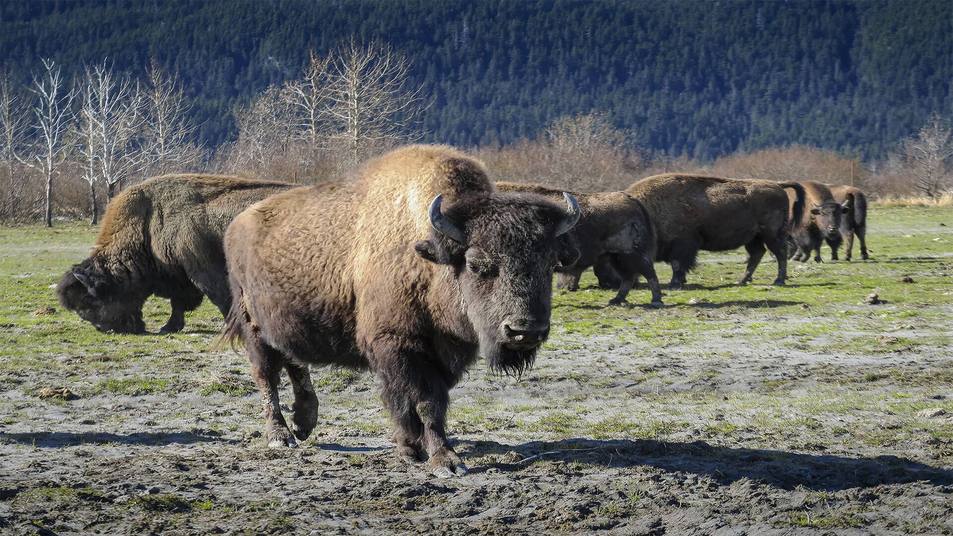 Portage Valley & Alaska Wildlife Conservation Center & Airport (Debark)